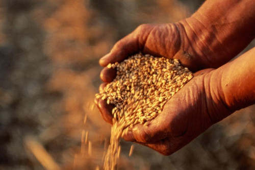 Донской регион наращивает урожай зерновых культур