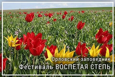 Главный санитарный врач Дона предложил сделать фестиваль тюльпанов «Воспетая степь» COVID-free