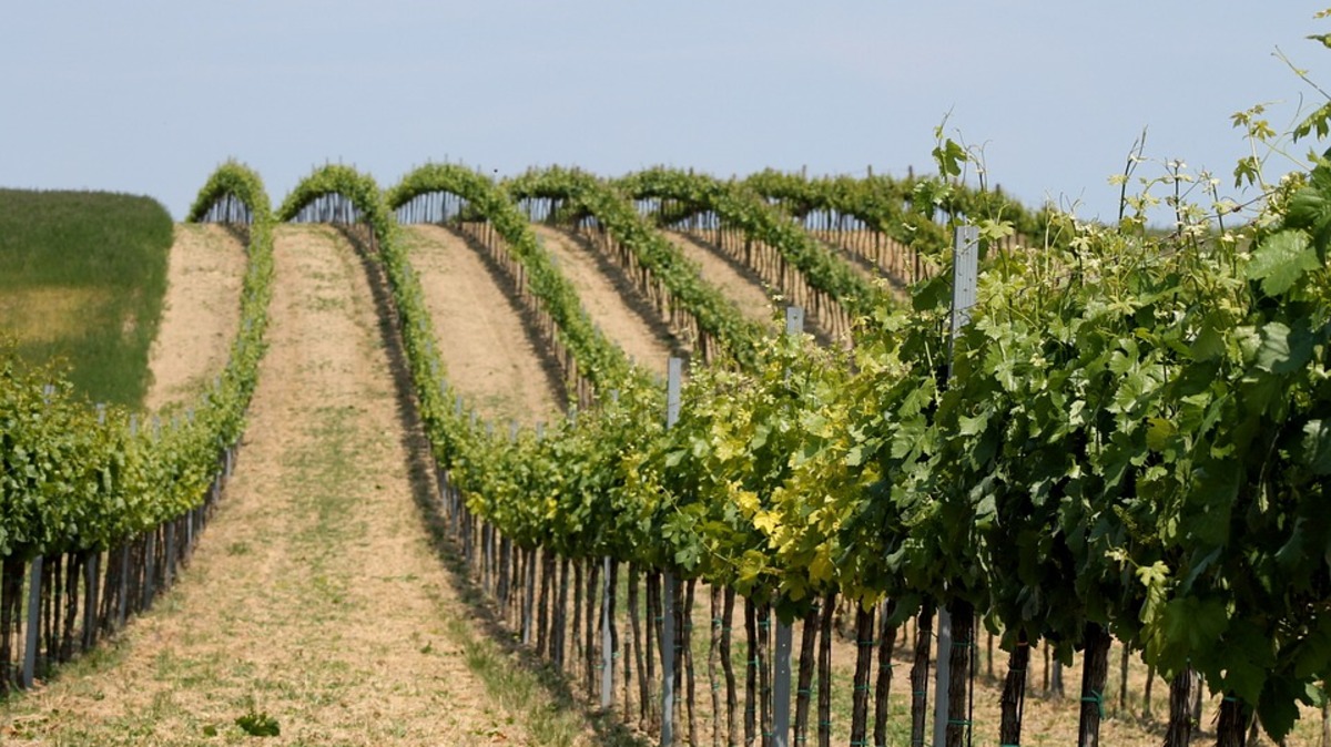 Виноградарство: увеличиваются площади и объёмы производства