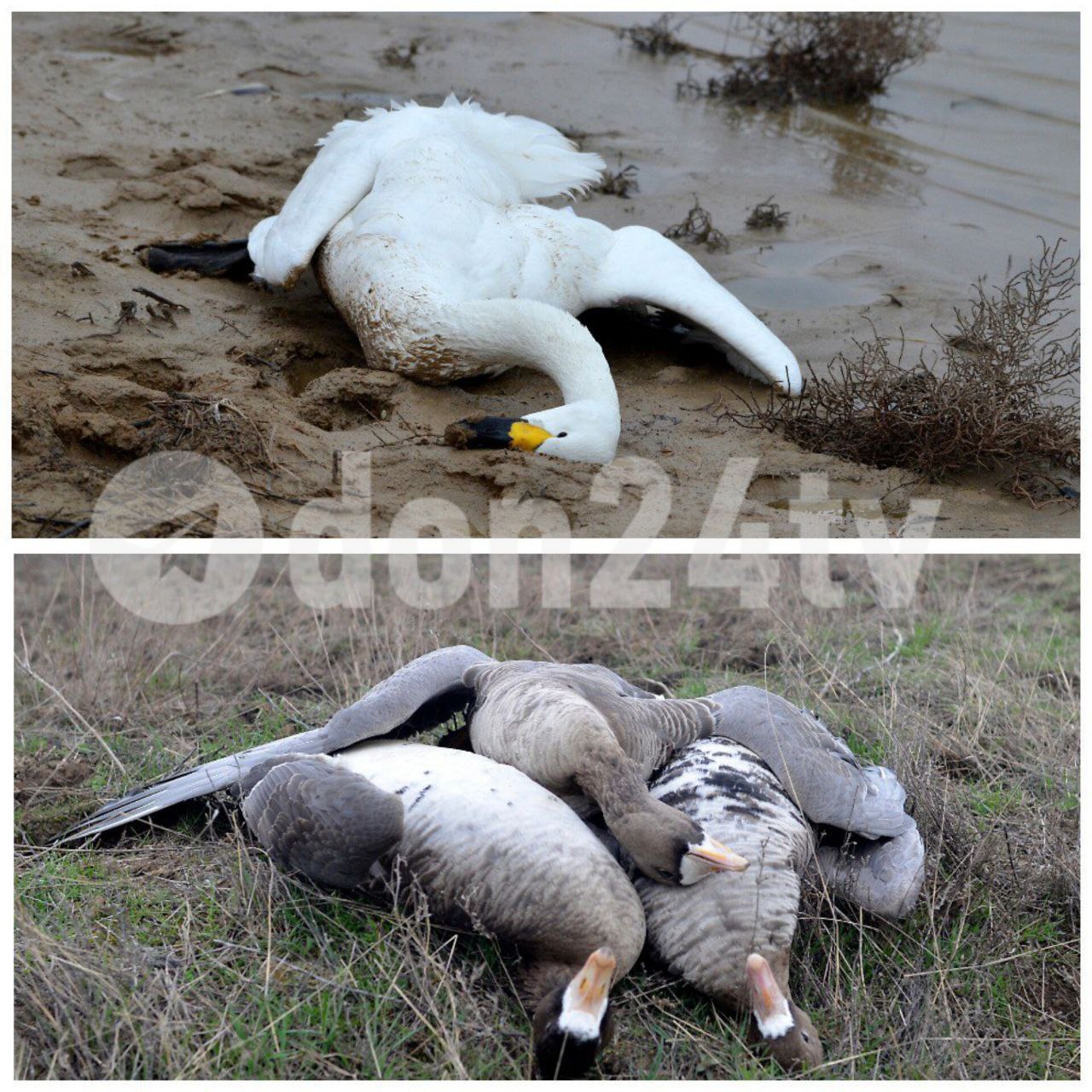 Почему погибли краснокнижные птицы в заповеднике «Ростовский»?