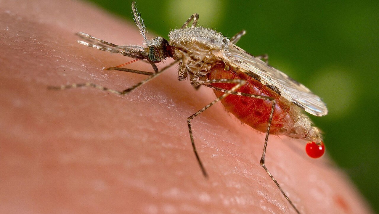 На Дону зафиксирован первый случай тропической малярии