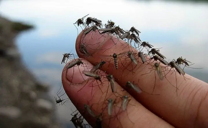 Зоолог объяснил, почему этим летом в Ростовской области такие злые комары