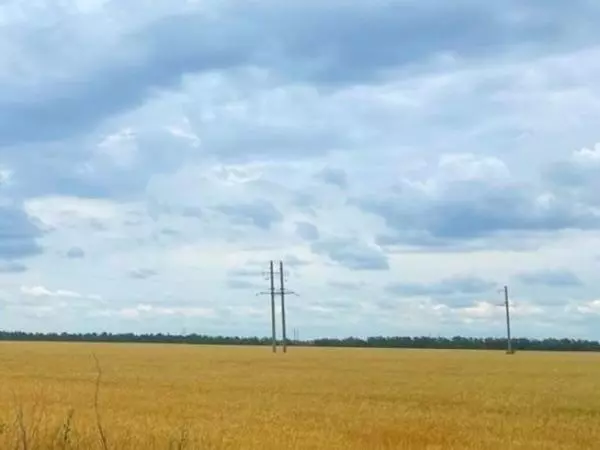 В трех районах Ростовской области началась засуха